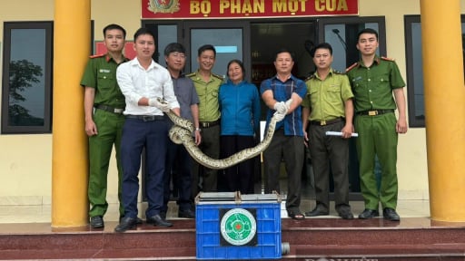 Một con trăn dài 2,7m bò vào vườn ở Hà Tĩnh 'bắt trộm' gà, dân tóm giao nộp kiểm lâm