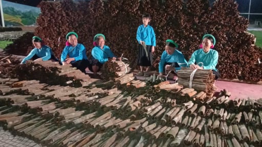Ở Đại Dực của Quảng Ninh, dân giảm nghèo, 'thay da đổi thịt' nhờ trồng một thứ cây hễ 'xước tí da' thơm 3 quả đồi