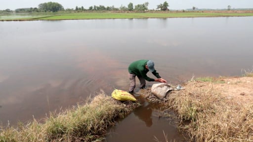 Ngập lụt cả một cánh đồng, nông dân nơi này ở Tây Ninh khốn đốn chờ điều gì?
