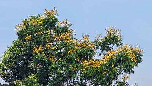 Hoa gì tên nghe 'như sét đánh' mà đẹp nao lòng giữa phố biển Quy Nhơn của Bình Định?