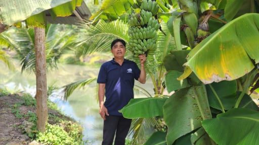 Một tỷ phú Bình Dương trồng cây đặc sản ra quả ngon, doanh thu 2 tỷ/năm