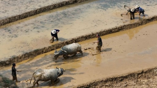 Mùa nước đổ, bức tranh kỳ vĩ, hút hồn du khách ở vùng cao Lào Cai
