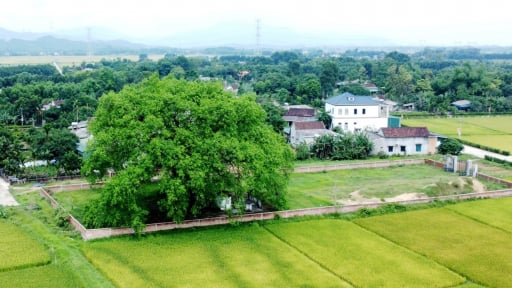 Một cây cổ thụ 300 tuổi ở Hà Tĩnh từng là nơi bộ đội trú ẩn, cứu dân vào mùa mưa lũ 