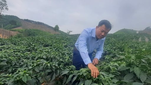 Ông giám đốc này ở Thái Nguyên trồng ớt giống gì mà xanh khắp đồng, nhiều người đang ra xem?