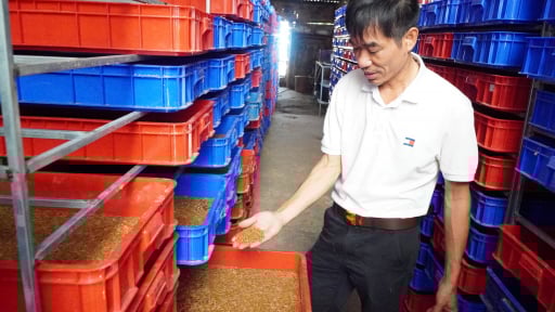 Nuôi la liệt loài sâu gì mà bán từ nhộng đến con bố mẹ, một người  Kon Tum 'tự trả lương' 100-150 triệu/tháng