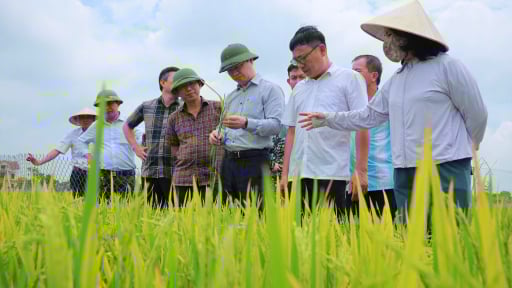 Ngành chức năng đang tìm nguyên nhân vụ chuyện lạ ở Nghệ An, đồng lúa ngả vàng mà bông lúa chả chịu cúi đầu 