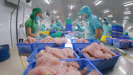 'Bơi' sang Trung Quốc, một loài cá nuôi nhiều ở miền Tây mang về cho Việt Nam 126 triệu USD