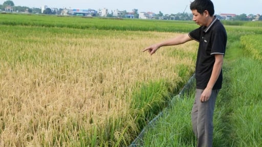 Ruộng lúa cúi đầu của một hộ dân ở Thanh Hóa chết cháy gần hết, nghi do phun thuốc diệt cỏ