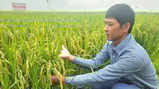 Một giống lúa đứng vững khi trận mưa lớn ở Quảng Bình, năng suất 75 tạ/ha, gặt xong lại gặt tiếp lúa tái sinh 