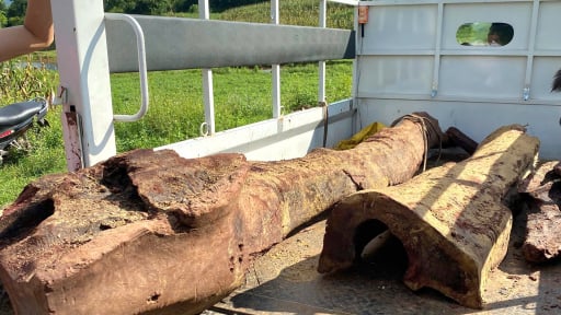 Phát lộ một cây cổ thụ là cây gỗ quý như vàng dưới suối ở Quảng Bình, dân lén đào, lực lượng chức năng ngăn chặn