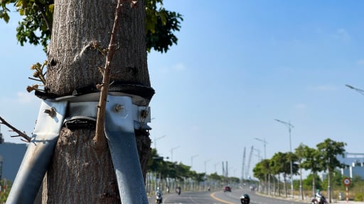 Nhiều cây xanh ở Đà Nẵng bị đeo gông, người dân xót xa