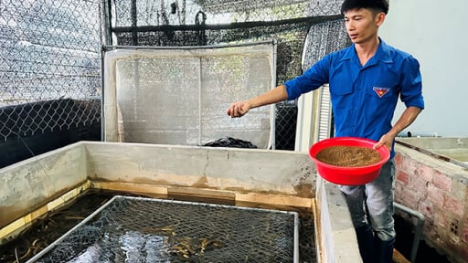 Tận dụng mảnh vườn sau nhà, xây bể nuôi lươn không bùn, anh nông dân 'tay ngang' ở Bình Định cứ thế phất lên 