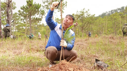 Trồng 38 triệu cây xanh trong 4 năm, Lâm Đồng là một trong những tỉnh dẫn đầu cả nước về trồng cây xanh