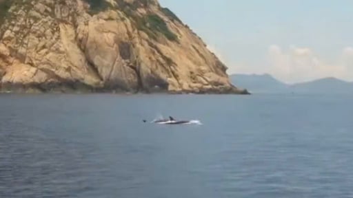 Khánh Hòa: Loài cá cuốn hút này bất ngờ xuất hiện ở Vịnh Nha Trang