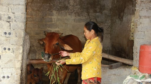 Làm nghề mới, nâng cao hiệu quả kinh tế từ nghề cũ-cách giảm hộ nghèo, tăng hộ khá, giàu ở Thanh Hóa