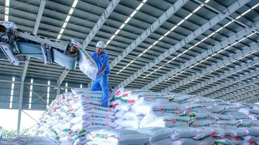 Bứt phá toàn diện, PVCFC giữ thế chủ lực trong mùa vụ Hè Thu
