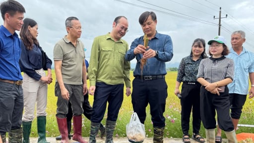 Trồng lúa kiểu mới vừa đạt năng suất cao, vừa được thưởng tiền, lãnh đạo tỉnh Điện Biên chỉ đạo mở rộng diện tích