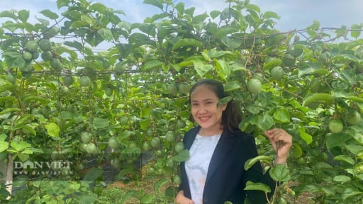 Đây là loại cây ra quả cản đâu có kịp, sẽ thay 'ngôi vương' của cây thanh long Bình Thuận?