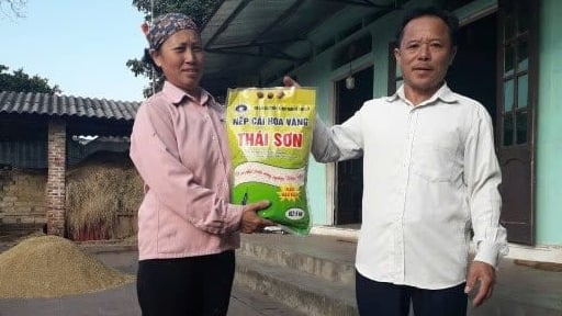 Hương vị tinh túy từ những hạt gạo nếp cái hoa vàng Thái Sơn
