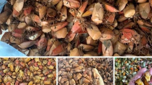 Trên mạng xã hội lại rầm rộ thông tin mua bán con bọ xít, người ta mua con bọ xít để làm gì?