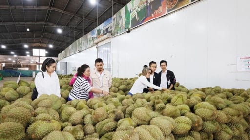 Tin vui: Trung Quốc công nhận thêm 960 mã số liên quan đến loại trái cây 'vua' của Việt Nam, sầu riêng Thái Lan cũng bị mắc kẹt ở cửa khẩu Trung Quốc