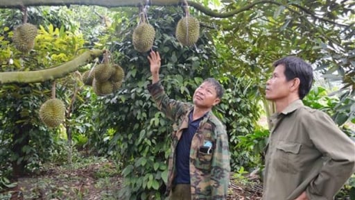 Phó Thủ tướng Trần Hồng Hà yêu cầu xử lý thông tin liên quan đến loài trái cây tỷ đô sắp vào mùa thu hoạch