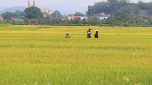 Vụ chuyện đang lạ ở Nghệ An, hơn 2.700ha lúa ngả vàng mà bông lúa chả chịu cúi đầu, chuyên gia lý giải thế nào?