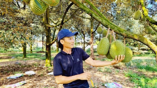 Nông dân Đồng Nai chia sẻ bí quyết trồng thành công 2 giống sầu riêng cao cấp trong khi nhiều vườn khác đang chặt bỏ