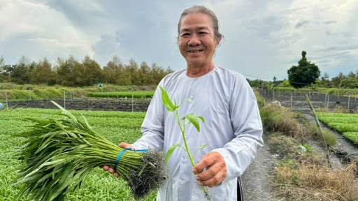 Một ông giám đốc HTX ở Cần Thơ rủ cả xóm trồng 'rau nhà nghèo' kiểu gì mà nhà nào cũng có của ăn của để?