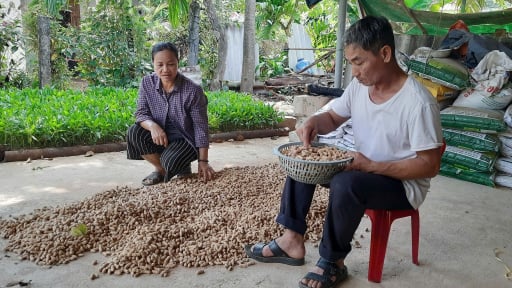 Trồng lạc đen xuất xứ Nam Phi, giâm cây sâm Bố Chính, nông dân Quảng Trị 'rời bến nghèo' sang 'bờ khá giả'