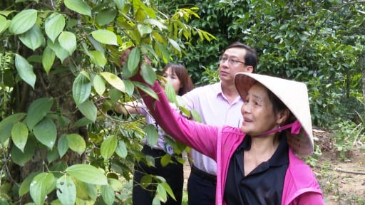 Nông dân ở Quảng Nam vay vốn chính sách nuôi đủ loại con, trồng cây ăn quả vươn lên thoát nghèo