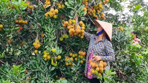 Giá chôm chôm giảm đầu vụ, nông dân Đồng Nai vẫn kỳ vọng đến thời điểm này sẽ gỡ gạc lại