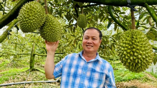 Làm giàu từ quả đặc sản, một ông giám đốc ở Cần Thơ còn khiến 'cả làng' phục lăn bởi điều này