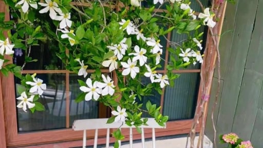 Quá đẹp! Cây cảnh 'tuyết bất tận', hương thơm quyến rũ nhất mùa hè, dịu mát tâm hồn, tinh thần sảng khoái