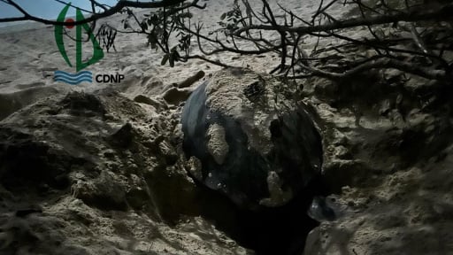 Một con động vật hoang dã 'quê' ở Philippines bơi qua biển, leo lên một hòn đảo của Việt Nam đẻ gần trăm trứng