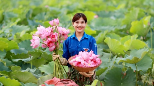 Cây sen mọc đầm lầy là cây giảm nghèo, làm giàu ở Hà Tĩnh, dân đang vào mùa cắt hoa thu tiền