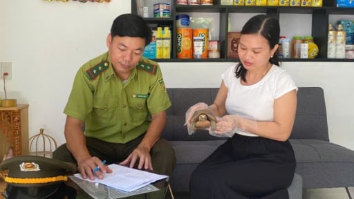 Bất ngờ thấy con động vật hoang dã quý hiếm, nguy cơ tuyệt chủng 'lạc' trên đường, chị đẹp xứ Huế đem giao nộp ngay kiểm lâm 