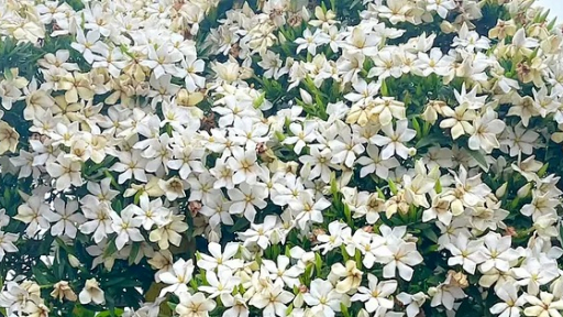 Quá đẹp! Cây cảnh 'tuyết bất tận', hương thơm quyến rũ nhất mùa hè, dịu mát tâm hồn, tinh thần sảng khoái