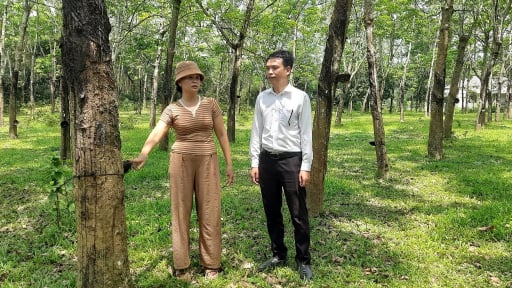 Trảng Rộng ở Quảng Trị, từ “nghèo rớt mồng tơi” nay giàu có, xanh tươi