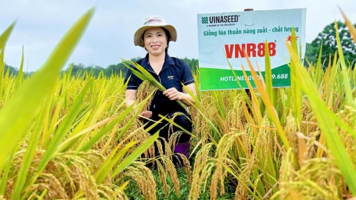 Tuyên Quang: Hai giống lúa Dự Hương 8, VNR88 khẳng định ưu thế, cho lãi ròng hàng chục triệu đồng/ha
