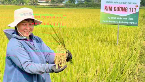 Giống lúa Kim cương 111 năng suất cao, kháng bệnh tốt, phủ vàng trên các cánh đồng xứ Nghệ