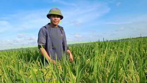 Trai trẻ Hải Phòng bỏ phố về quê biến đồng ruộng bỏ hoang thành đất vàng thẳng cánh cò bay