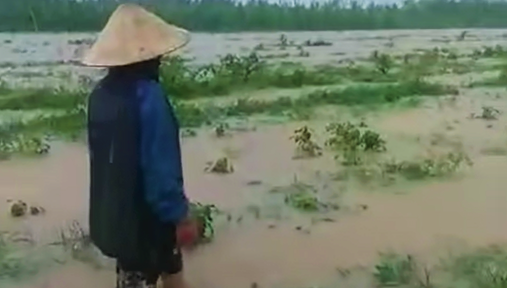 Nghệ An: Mưa xối xả, nước dâng cao nhấn chìm ruộng dưa hấu, dân bản nói mất hết rồi