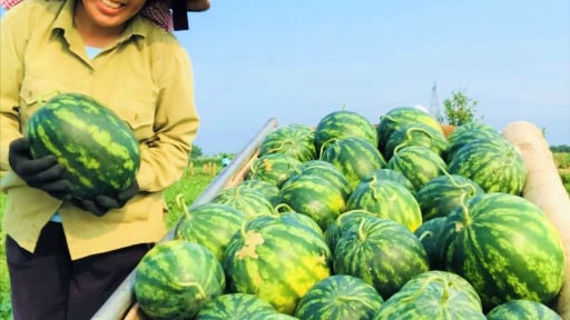 Dân xã này ở Nghệ An trồng đủ thứ quả giải khát, hái đến đâu thương lái “cân tất” với giá tốt, cứ 1 sào lãi gần 1 chỉ vàng