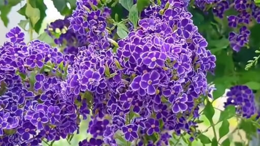 Cây cảnh hoa như trời xanh, quả tựa sương vàng, nở hoa quanh năm, thu hút may mắn, bảo vệ tài lộc