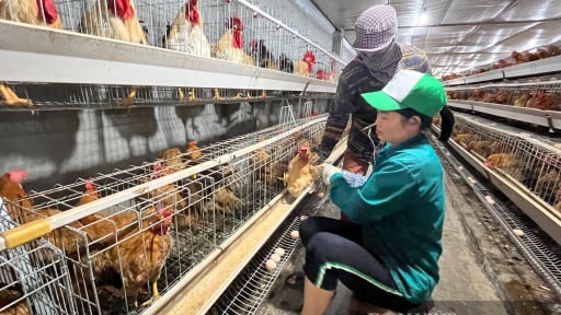 Đây, giống gà quý đẹp như trang điểm, dân nơi này ở Quảng Ninh nuôi thành công, thoát nghèo đã đành còn khá giả lên
