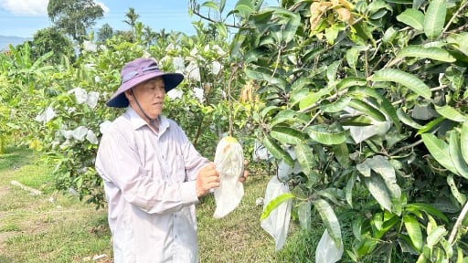 Trồng cây đặc sản trên đất cằn cỗi, hái toàn quả ngon ngọt, một nông dân Đà Nẵng khá giả hẳn lên
