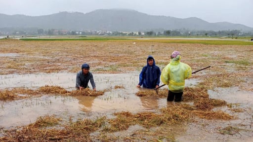 Hàng trăm hecta lúa ngập sâu, nông dân Hà Tĩnh đối mặt nguy cơ mất trắng