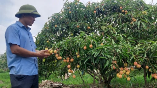 Thứ quả đặc sản của tỉnh Hải Dương chín đỏ, nông dân hái bán giá 100.000 đồng/kg vẫn cháy hàng