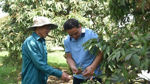 Chi hội trưởng nông dân một phường ở Quảng Ninh làm kinh tế giỏi, tiết kiệm mua cành chiết giống vải đặc sản 